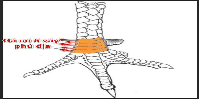 Gà 5 vảy Phủ Địa siêu hiếm