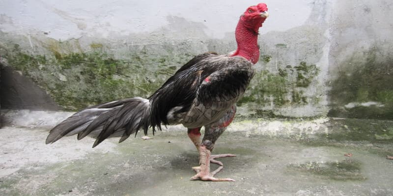 Nên cho gà thi đấu làm quen